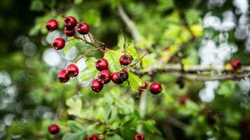 Makro Nahansicht von reif Weißdorn Beeren im Herbst foto