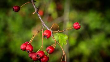 Makro Nahansicht von reif Weißdorn Beeren im Herbst foto