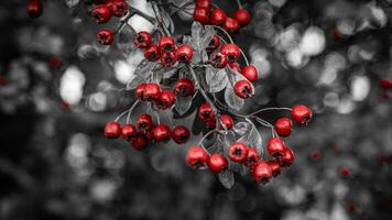 Makro Nahansicht von reif Weißdorn Beeren im Herbst foto