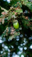 detailliert Makro Schuss von europäisch Eiche Blatt und Eichel foto