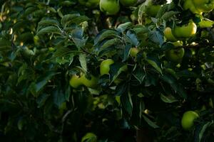 grüne Äpfel auf Ast foto