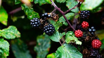 reif Brombeeren auf ein Brombeere Busch foto