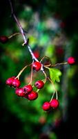 Makro Nahansicht von reif Weißdorn Beeren im Herbst foto