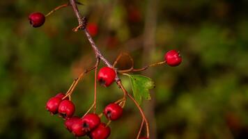 Makro Nahansicht von reif Weißdorn Beeren im Herbst foto