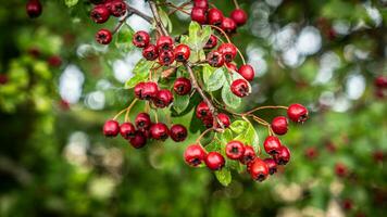 Makro Nahansicht von reif Weißdorn Beeren im Herbst foto