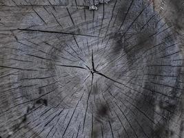 schöner trockener holzstumpf. rissige Holzstruktur auf Ahornstumpf foto