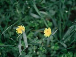 gelbe Löwenzahnblume im grünen Gras mit wilden gelben Blumen foto