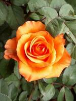 Orange Rose blüht mit fragil Blütenblätter foto