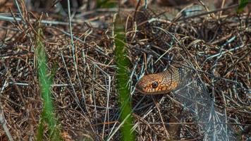 Schlange im dichten trockenen Gras. Viper im Wald. foto