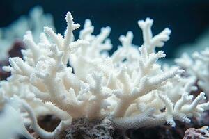 Weiß Koralle im das Meer. unter Wasser Welt. unter Wasser Welt, schließen oben von ein schön Weiß Koralle im flach Tiefe von Feld, ai generiert foto