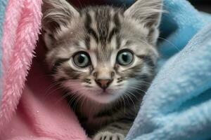 süß wenig Bengalen Kätzchen mit Blau Augen Lügen auf Blau Decke, süß nass grau Tabby Katze Kätzchen nach Bad eingewickelt im Rosa Handtuch mit Blau Augen, ai generiert foto