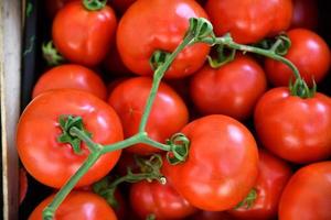 frische rote Tomaten foto