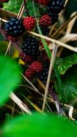 reif Brombeeren auf ein Brombeere Busch foto