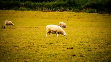 Herde von wollig Schaf auf ein Landschaft Bauernhof foto