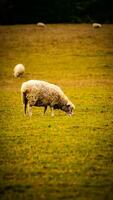 Herde von wollig Schaf auf ein Landschaft Bauernhof foto