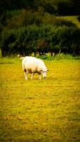 Herde von wollig Schaf auf ein Landschaft Bauernhof foto