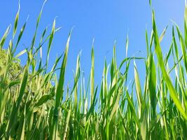 Gras im das Wind gegen das Blau Himmel foto