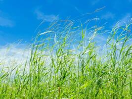 Gras im das Wind gegen das Blau Himmel foto