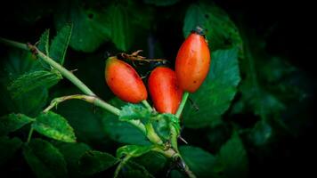 Makro Schuss von reif Rose Hüften im Natur foto