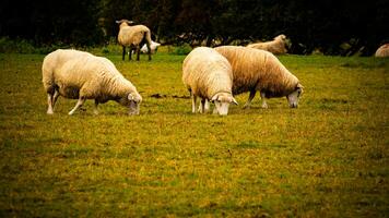 Herde von wollig Schaf auf ein Landschaft Bauernhof foto