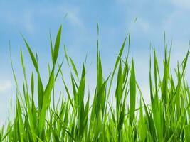 Gras im das Wind gegen das Blau Himmel foto