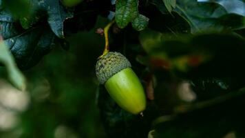 detailliert Makro Schuss von europäisch Eiche Blatt und Eichel foto