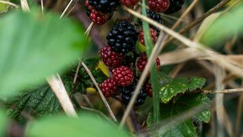 reif Brombeeren auf ein Brombeere Busch foto