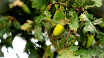 detailliert Makro Schuss von europäisch Eiche Blatt und Eichel foto