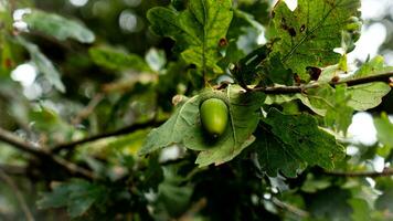 detailliert Makro Schuss von europäisch Eiche Blatt und Eichel foto