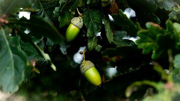 detailliert Makro Schuss von europäisch Eiche Blatt und Eichel foto