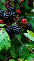 reif Brombeeren auf ein Brombeere Busch foto