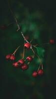 Makro Nahansicht von reif Weißdorn Beeren im Herbst foto