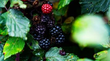 reif Brombeeren auf ein Brombeere Busch foto