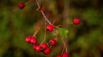 Makro Nahansicht von reif Weißdorn Beeren im Herbst foto