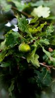 detailliert Makro Schuss von europäisch Eiche Blatt und Eichel foto