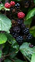 reif Brombeeren auf ein Brombeere Busch foto