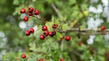 Makro Nahansicht von reif Weißdorn Beeren im Herbst foto