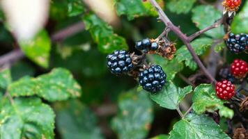 reif Brombeeren auf ein Brombeere Busch foto