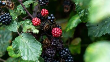 reif Brombeeren auf ein Brombeere Busch foto