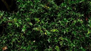 tropisch Urwald abstrakt oben Aussicht Laub foto