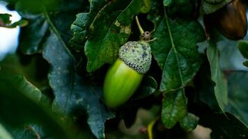 detailliert Makro Schuss von europäisch Eiche Blatt und Eichel foto