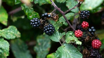 reif Brombeeren auf ein Brombeere Busch foto