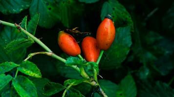 Makro Schuss von reif Rose Hüften im Natur foto