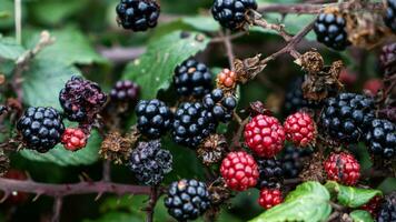 reif Brombeeren auf ein Brombeere Busch foto