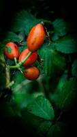 Makro Schuss von reif Rose Hüften im Natur foto