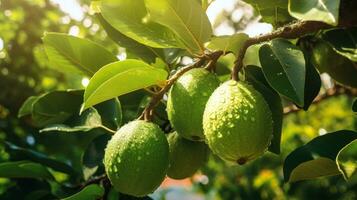 tropisch Obst Baum ein Guave Obstgarten Landschaft mit unreif und Grün Guaven ai generiert foto