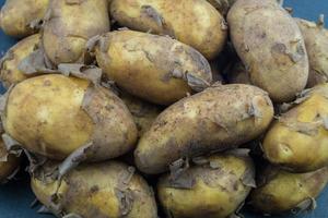 deutsche Kartoffeln direkt nach der Ernte