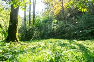 sonnig Grün grasig Wiese im das Wald foto