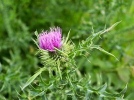 große krautige Heilpflanze Klette arctium foto