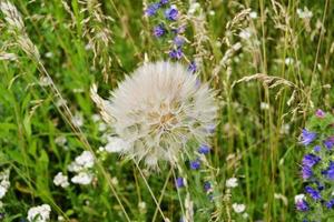 schöne flauschige blühende Blume Löwenzahn auf farbigem Hintergrund foto